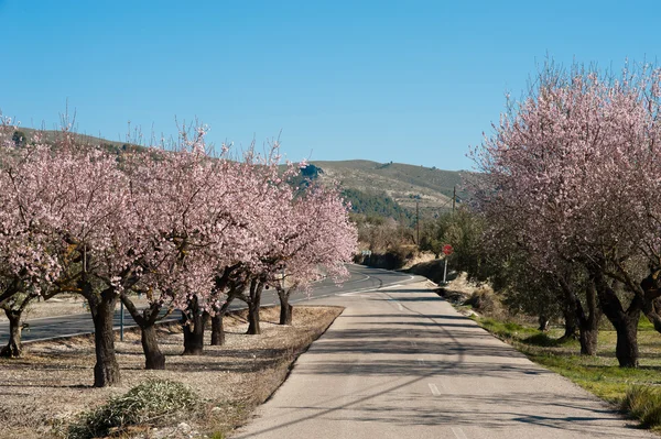 stock image Scenic road