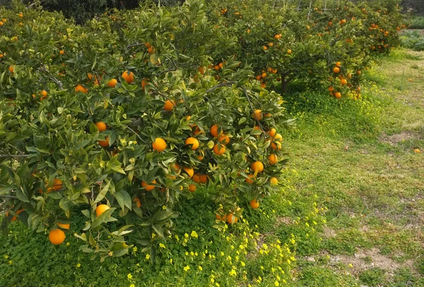 Campo laranja — Fotografia de Stock