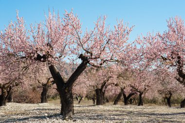 Almond field clipart