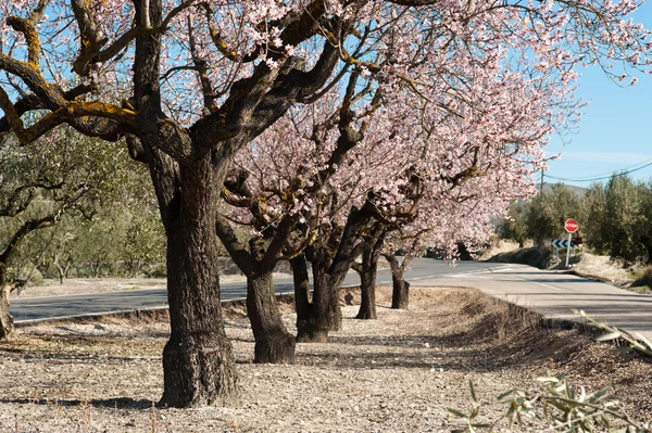 Almond plantation — Stock Photo, Image