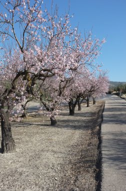 Bahar yol