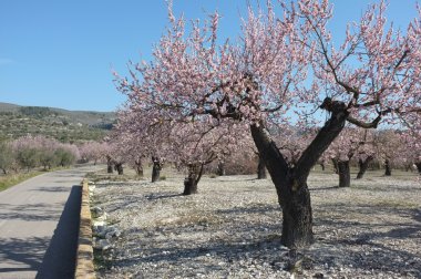 doğal yolu