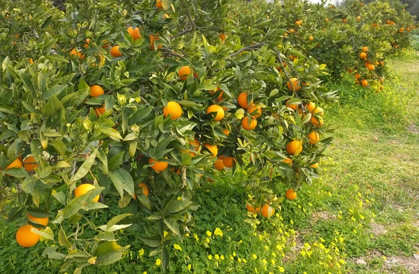 Orange grove — Stock Photo, Image
