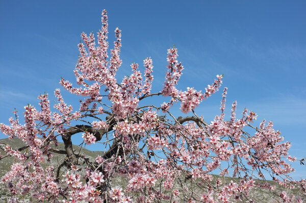 Almond tree branches