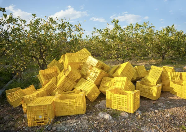 Citron skörd — Stockfoto