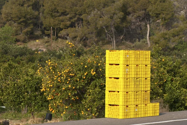 Orange harvest — Stock Photo, Image