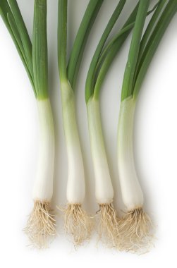 Spring Onions clipart