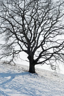 Kışın bir ağaç