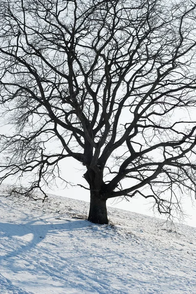 Uma árvore no inverno — Fotografia de Stock