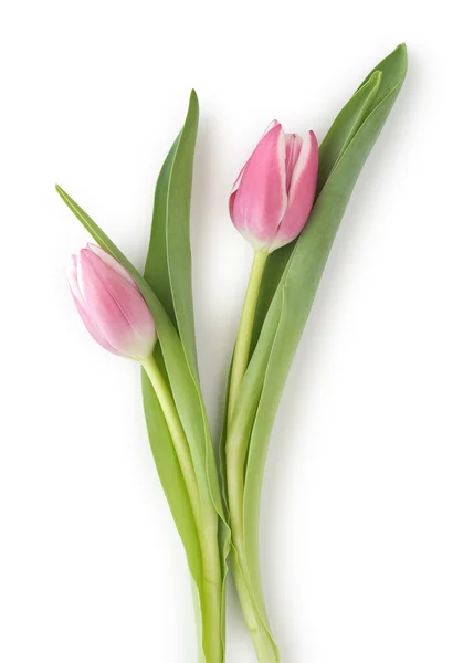 Dvě tulipány Stock Snímky