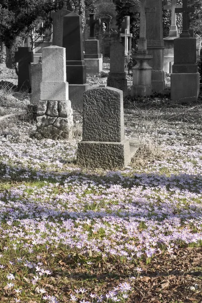 봄의 묘지 — 스톡 사진