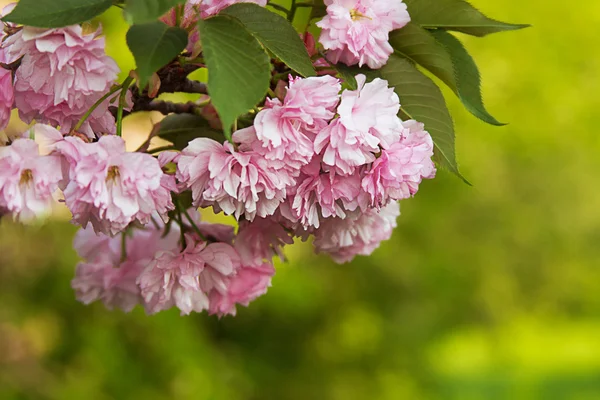 Japonská sakura květ — Stock fotografie