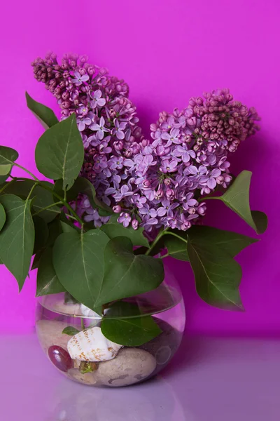 Букет фіолетової бузкової квітки у вазі — стокове фото