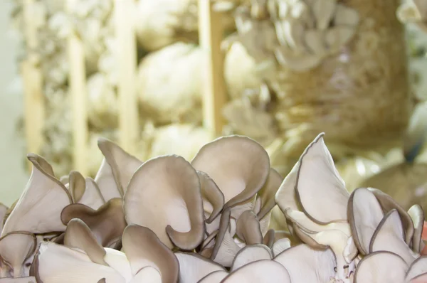 Культивирование устричных грибов — стоковое фото