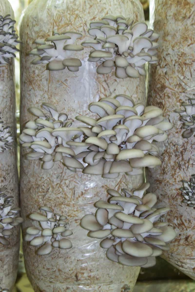 stock image Oyster mushrooms cultivation