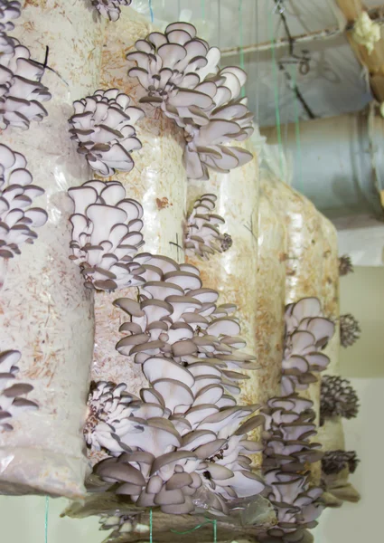 stock image Oyster mushrooms cultivation