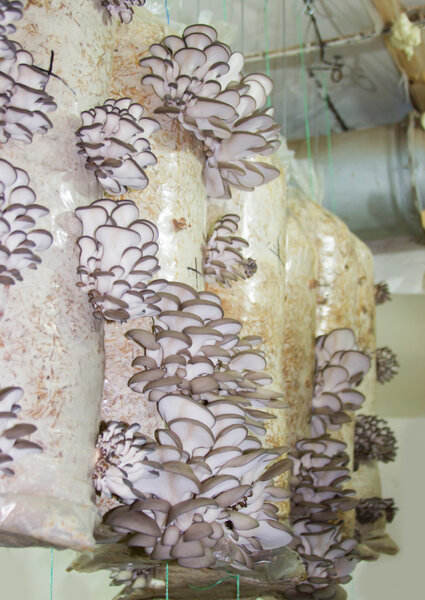 Oyster mushrooms cultivation