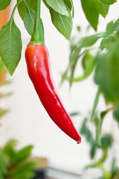 stock image Hot chili pepper tree