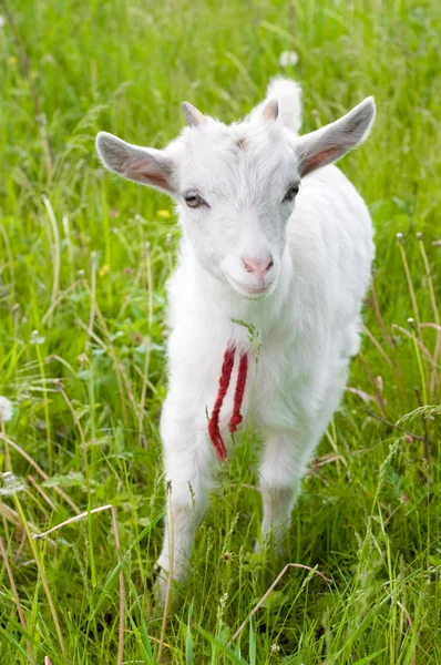 stock image Cute goatling