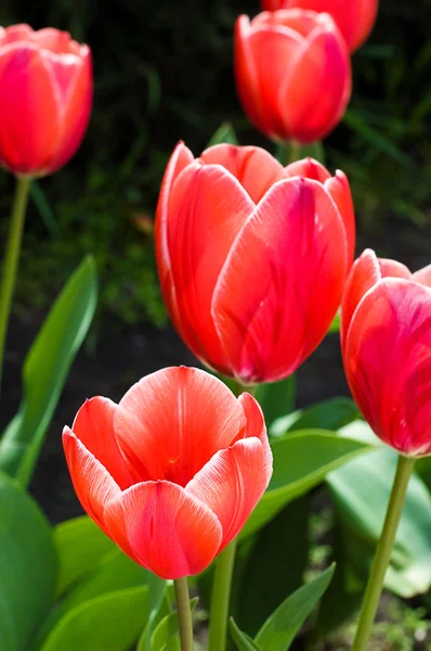 Rote Tulpen Blumenbeet — Stockfoto