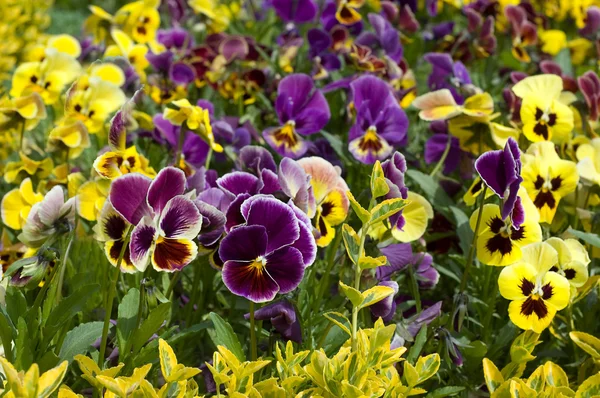 领域三色紫罗兰花床 — 图库照片