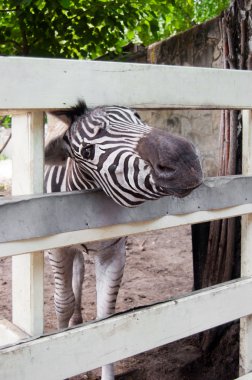 meraklı zebra