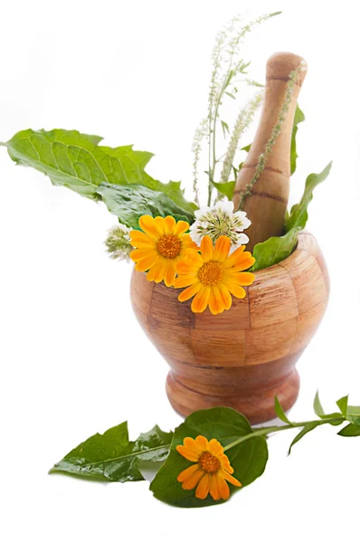 Minomet s bylinkami a měsíčky — Stock fotografie