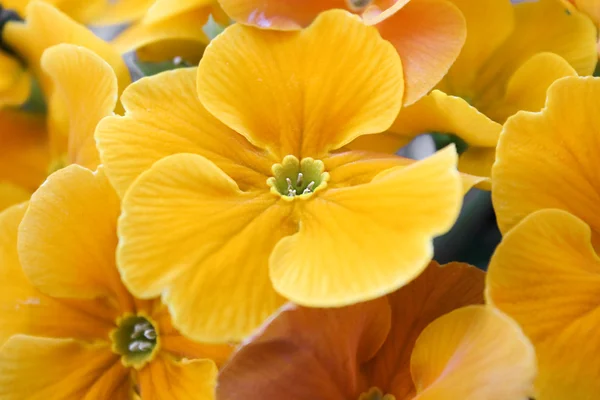 stock image Yellow primula flowers