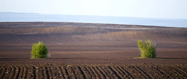 Tarım alan çizgileri ve iki bush — Stok fotoğraf