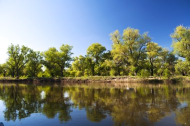 The picturesque forest on the shore of the lake clipart