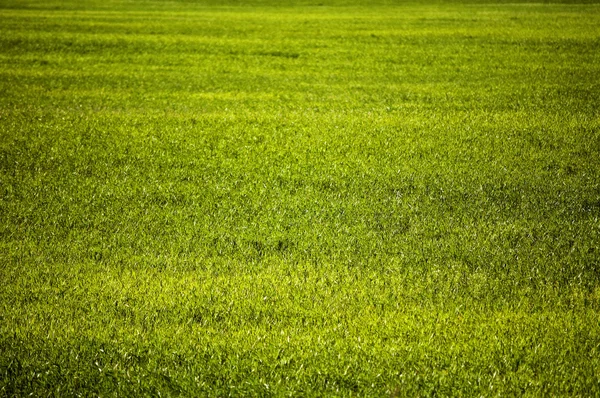 Texture of the field of green grass — Stock Photo, Image