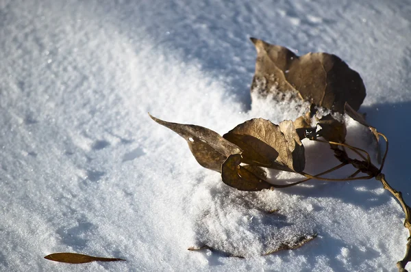 겨울에 눈에 잎 — 스톡 사진