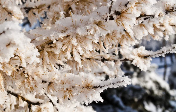 Mooie bevroren winter plant — Stockfoto