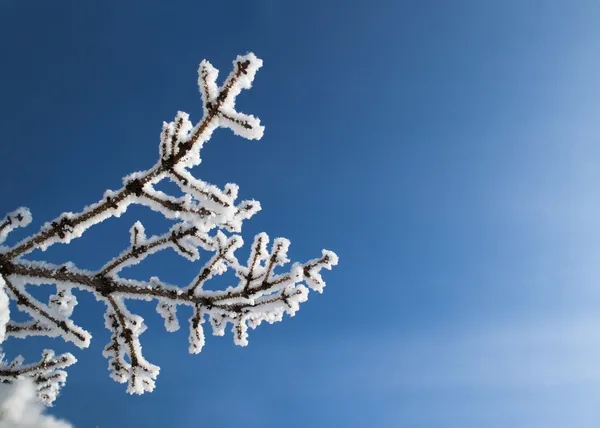 Snow covered branch — Stock Photo, Image