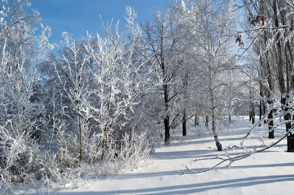 Parque de invierno en nieve —  Fotos de Stock