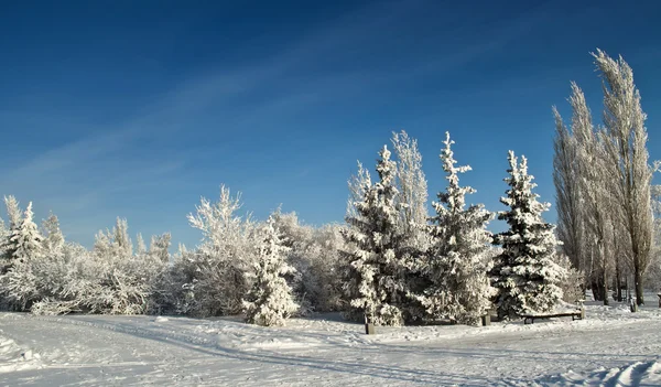 Зимний парк в снегу — стоковое фото