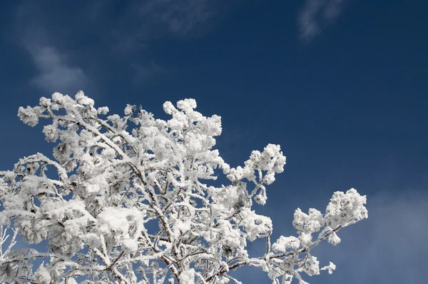 Ramas abstractas de nieve sobre fondo cielo —  Fotos de Stock