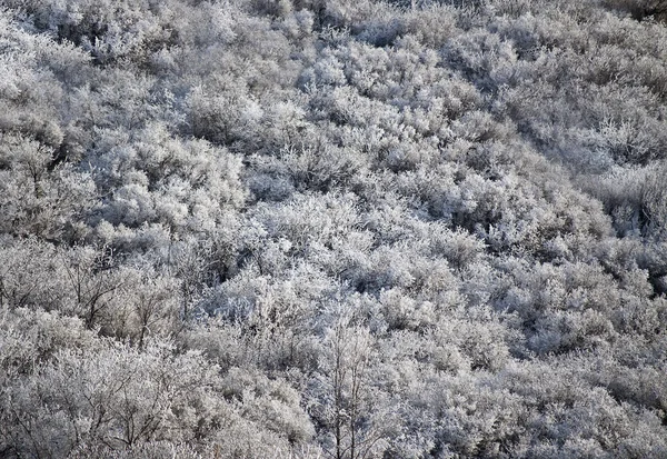 Stock image Winter park in snow