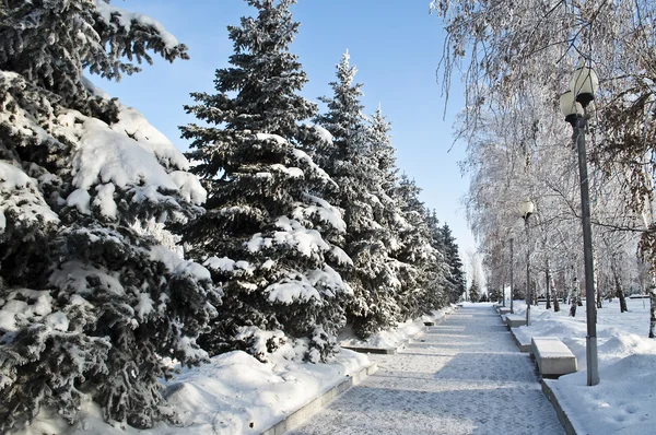 Vinterväg i parken. — Stockfoto
