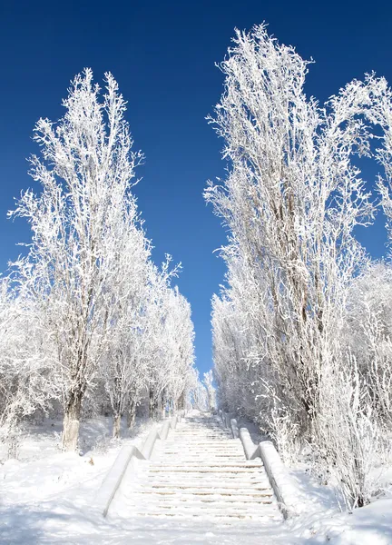 Χειμώνα frosty πάρκο — Φωτογραφία Αρχείου