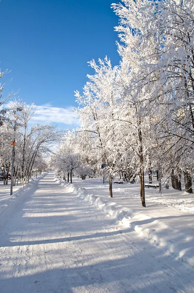 雪の冬の公園 — ストック写真