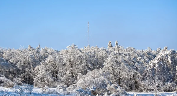 Imagen de árboles cubiertos de nieve en un maravilloso día de invierno —  Fotos de Stock