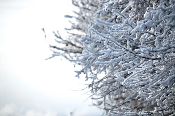 Снігові абстрактні гілки на фоні неба — стокове фото