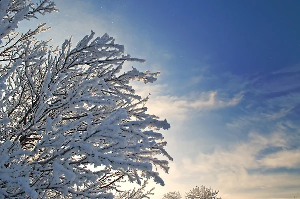Schnee abstrakte Äste über Himmel Hintergrund — Stockfoto