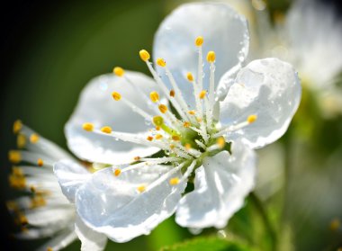 Cherry blossom clipart