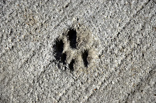 stock image Print of cat paw