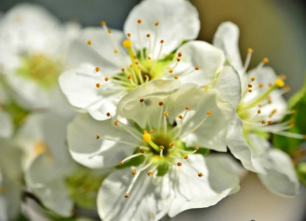 벚꽃 로열티 프리 스톡 사진