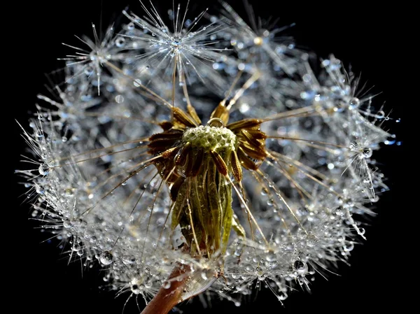 Wet blow-ball seeds — Stock Photo, Image