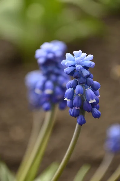 stock image Flowers, insects