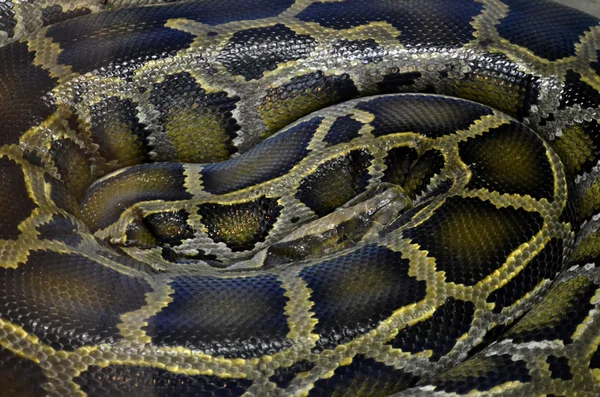 Pythons — Stock Photo, Image